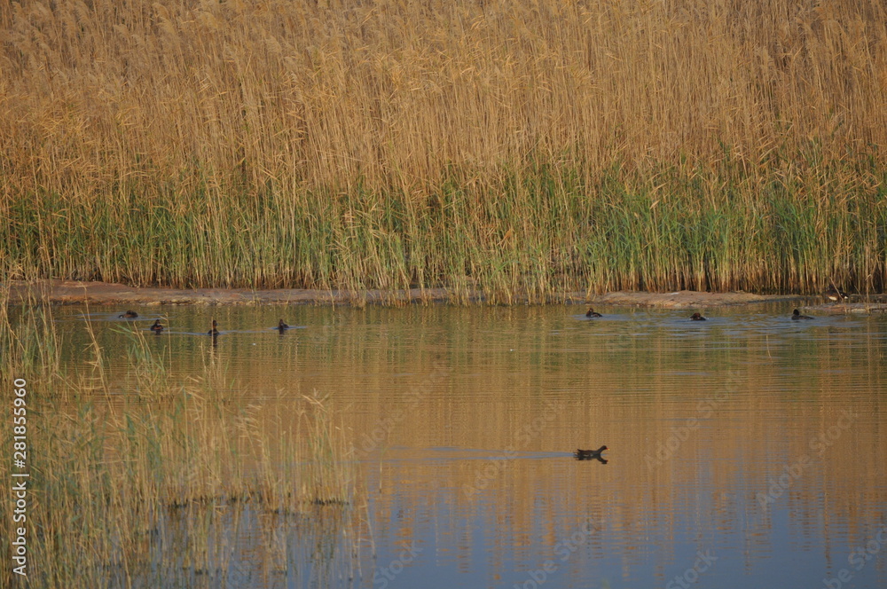 The beautiful bird Common moorhen (Gallinula chloropus) in the natural environment The beautiful bird Common moorhen (Gallinula chloropus) in the natural environment