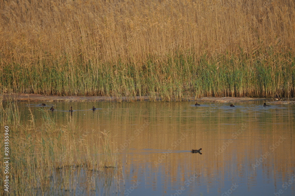 The beautiful bird Common moorhen (Gallinula chloropus) in the natural environment