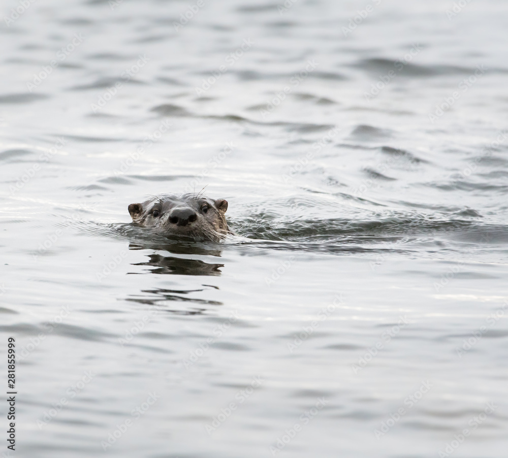 Fototapeta premium River otter in the wild