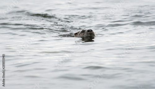 River otter in the wild © Jillian