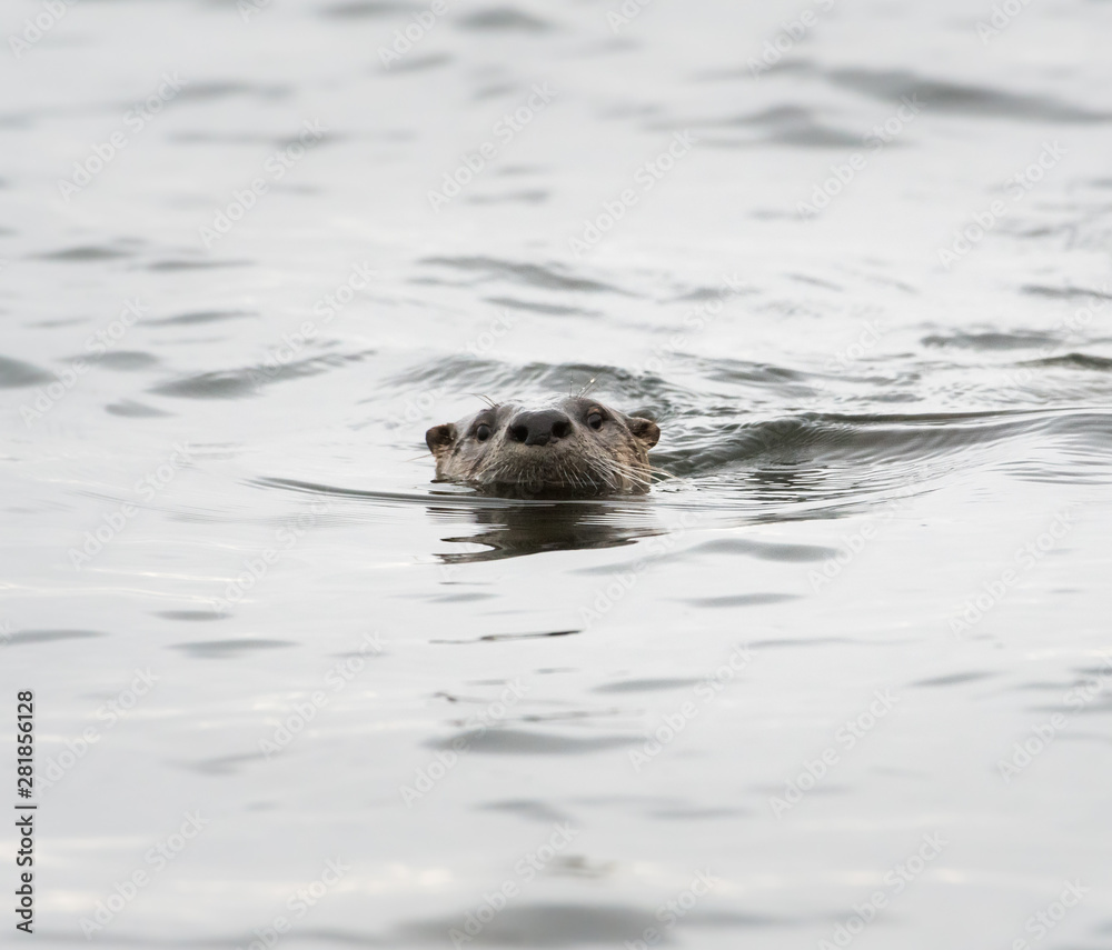 Obraz premium River otter in the wild