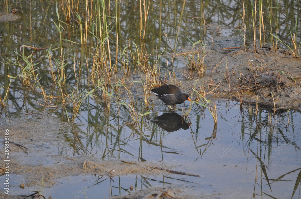 The beautiful bird Common moorhen (Gallinula chloropus) in the natural environment The beautiful bird Common moorhen (Gallinula chloropus) in the natural environment