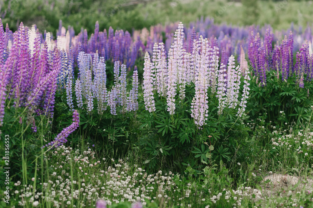 Obraz premium Field of pink, blue and purple Blooming Lupins at Sunset in Summer, horizontal