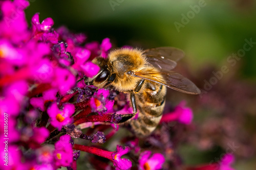 A single bee looking for nectar on a purple flower - macro shot, close-up