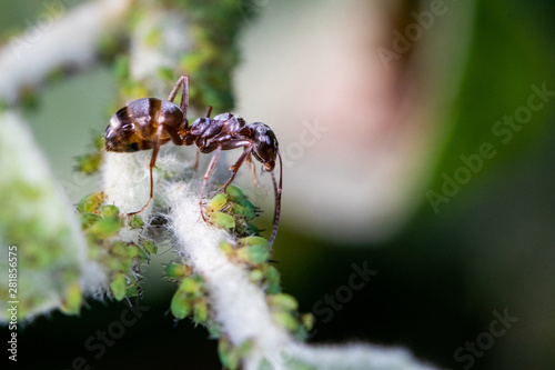 A single brown ant over a group of green aphids (greenflies) - macro shot, close-up © Jimmy R