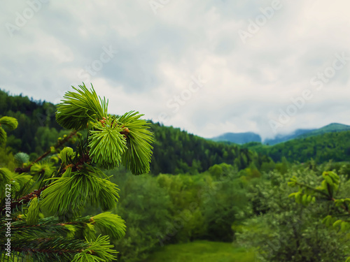 Close up of fir branches with young sprouts buds over the spring mountain background. Coniferous forest on the hills