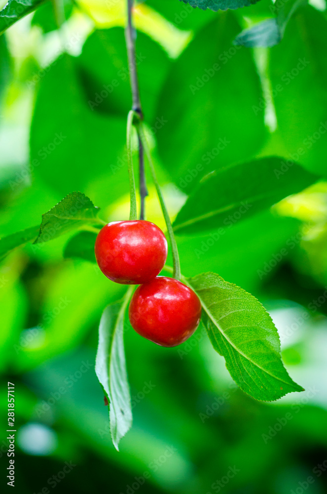 ripe cherries on a tree