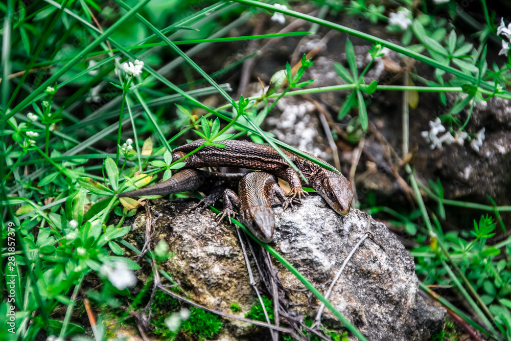 Lizards sunbathe in the sun. Lizard. Forest. Stone. Nature. forest of Russia. Reptiles. Summer days. Background.