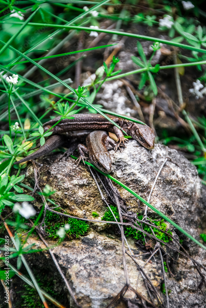 Lizards sunbathe in the sun. Lizard. Forest. Stone. Nature. forest of Russia. Reptiles. Summer days. Background.