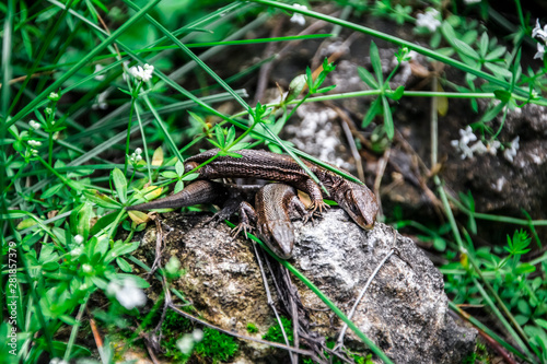 Lizards sunbathe in the sun. Lizard. Forest. Stone. Nature. forest of Russia. Reptiles. Summer days. Background.