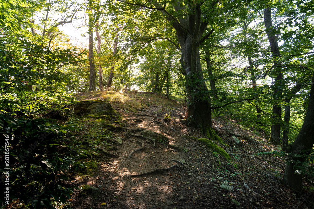 Fototapeta premium Schattiger Wanderweg Vogelbergsteig