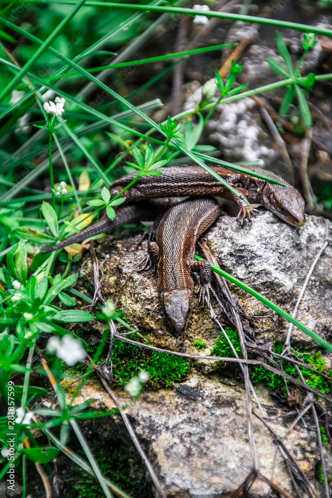 Lizards sunbathe in the sun. Lizard. Forest. Stone. Nature. forest of Russia. Reptiles. Summer days. Background. Lizards sunbathe in the sun. Lizard. Forest. Stone. Nature. forest of Russia. Reptiles. Summer days. Background.