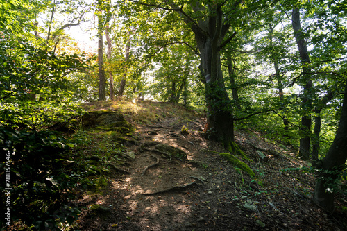 Schattiger Wanderweg Vogelbergsteig photo