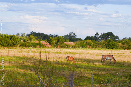 Two horses grazing on farm, one young and one adult.jpg