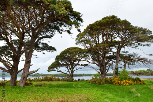 Beautiful large pine tree and blossoming gorse bushes on a banks on Muckross Lake  located in Killarney National Park  County Kerry  Ireland.