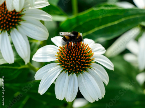 Bumblebee and white echinacea flower
