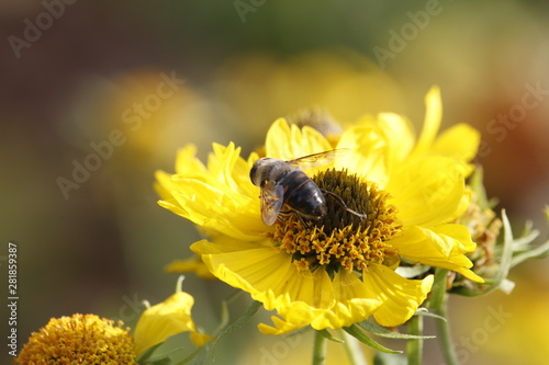 Yellow flowers on a blurred background. A bee on a flower. Decorative sunflower.