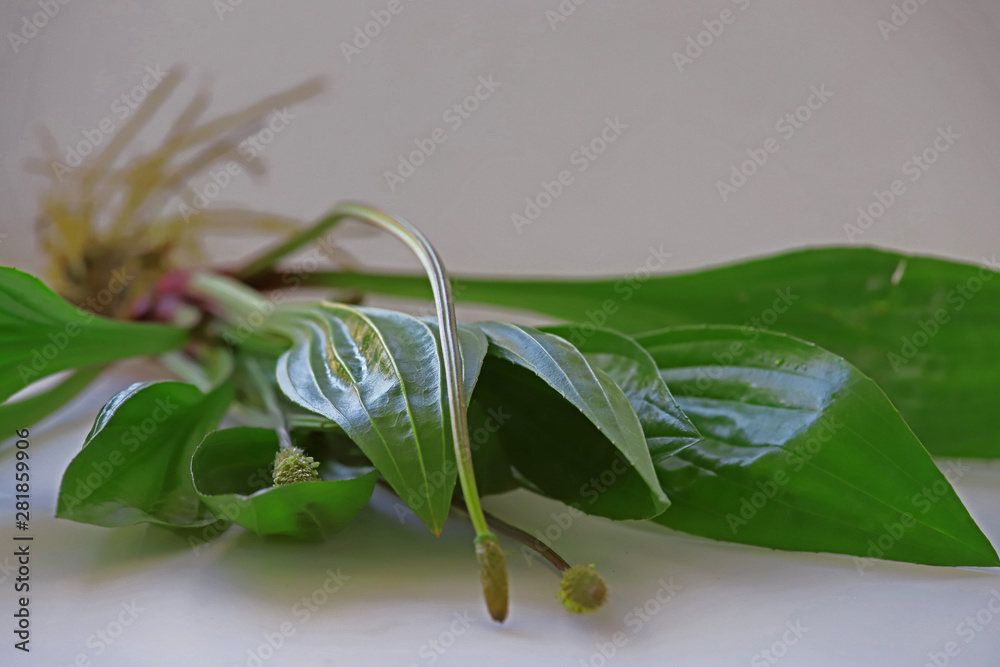 Obraz premium Edged weed ; Plantago lanceolata