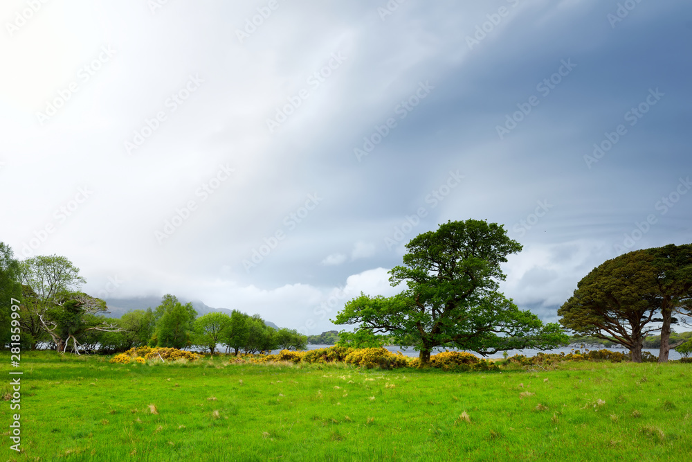 Beautiful large pine tree and blossoming gorse bushes on a banks on Muckross Lake, located in Killarney National Park, County Kerry, Ireland. Beautiful large pine tree and blossoming gorse bushes on a banks on Muckross Lake, located in Killarney National Park, County Kerry, Ireland.