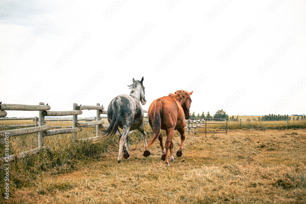 Two beautiful thoroghbred horses cantering in a pasture; freedom and together concepts