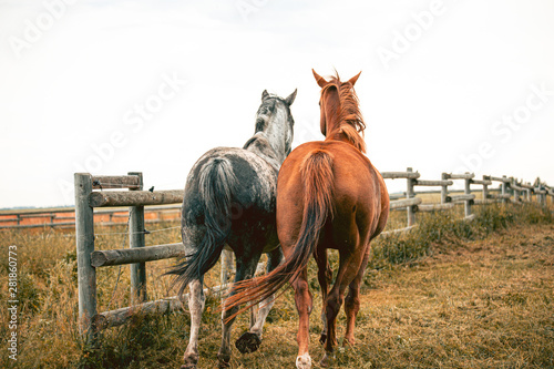 Two beautiful thoroghbred horses cantering in a pasture; freedom and together concepts photo