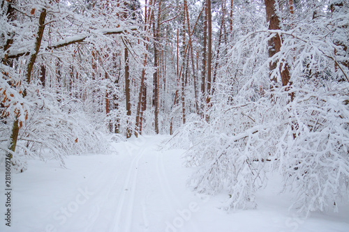 Winter landscape, ski track through fairy pine forest covered by fresh white fluffy snow.