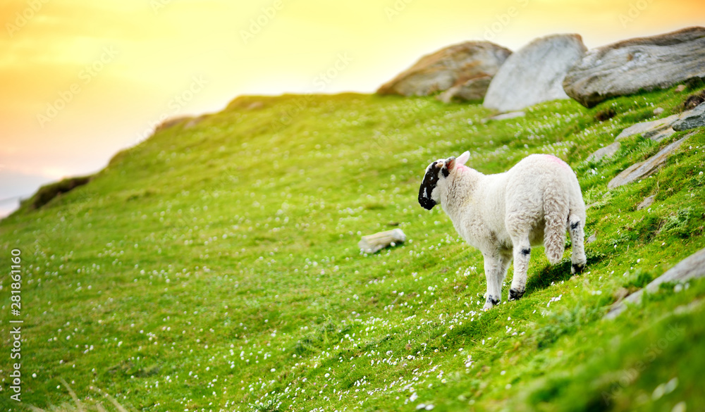 Obraz premium Sheep marked with colorful dye grazing in green pastures. Adult sheep and baby lambs feeding in green meadows of Ireland.