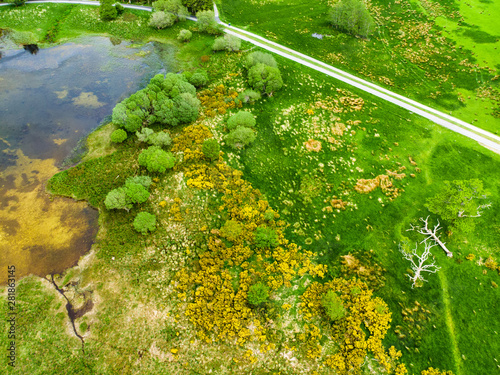Aerial view of beautiful large pine tree and blossoming gorse bushes on a banks on Muckross Lake, located in Killarney National Park, County Kerry, Ireland.