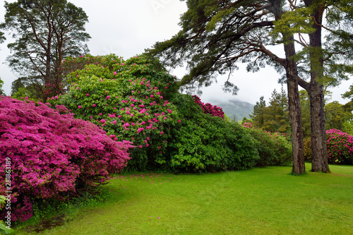 Beautiful azalea bushes blossoming in the gardens of Ducketts Grove, County Carlow, Ireland.