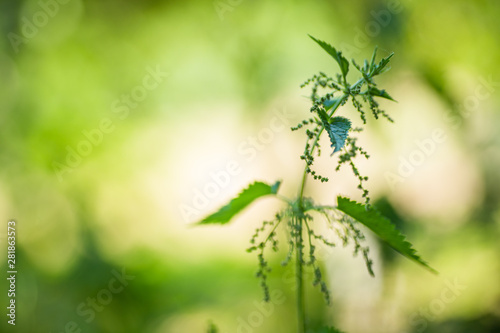 Urtica dioica, often called common nettle, or stinging nettle, or nettle leaf. Nettle flowers