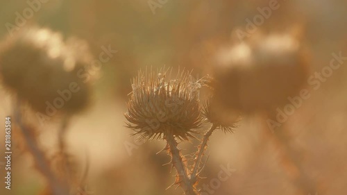 dried thistle flowers illuminated by orange sunset light in the field in hot summer day, Close up