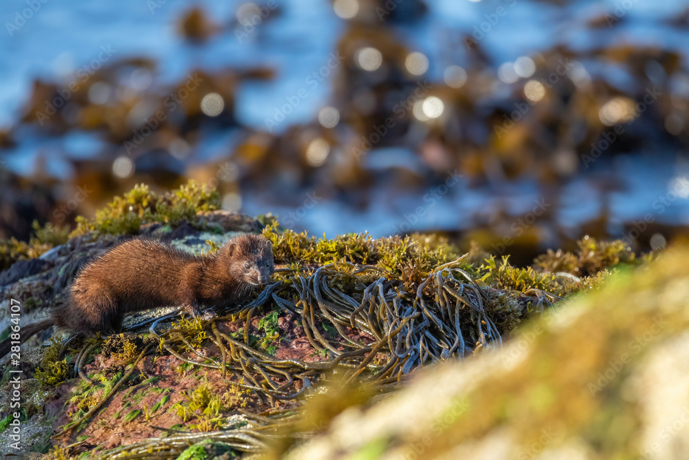 American mink, Neovison vison, standing/looking on coastal sea rocks and seaweed during a sunny summers days. Scotland, July. American mink, Neovison vison, standing/looking on coastal sea rocks and seaweed during a sunny summers days. Scotland, July.