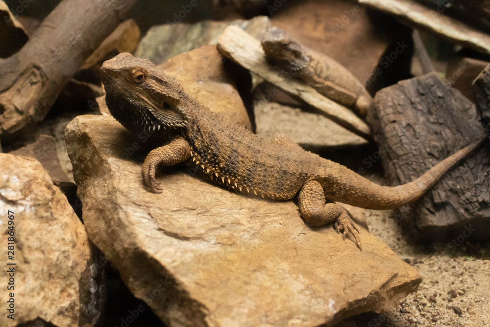 lizard on rock