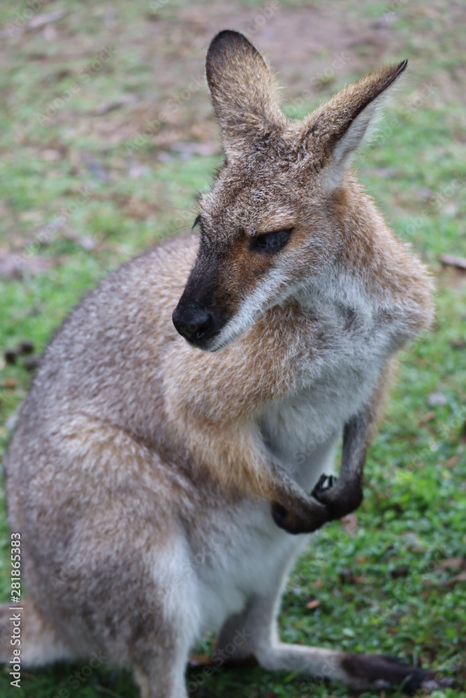 Kangaroo