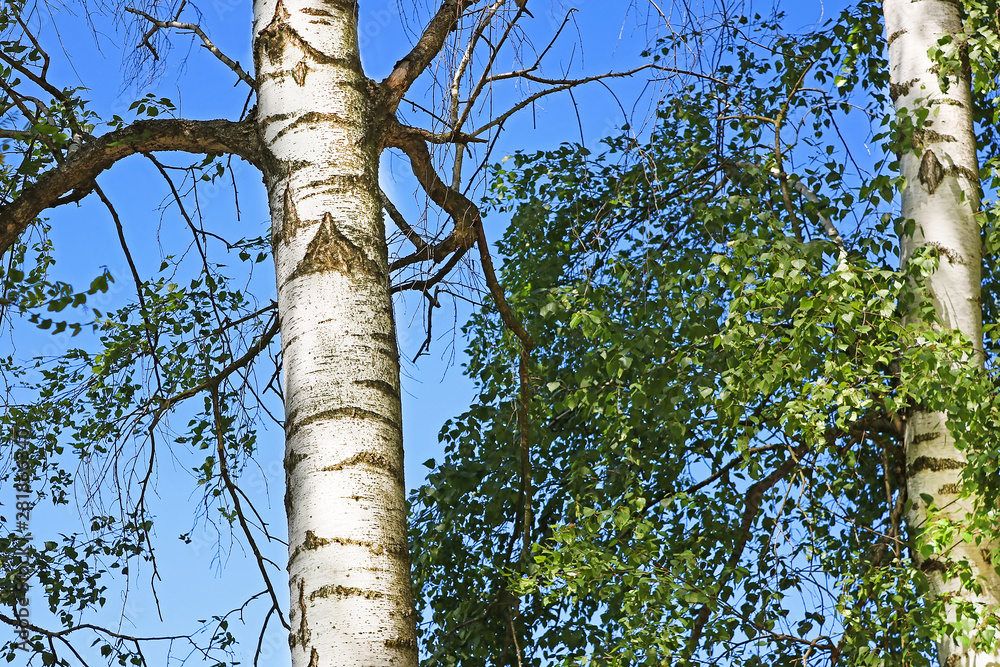 Fototapeta premium Birch forest with green foliage in the spring