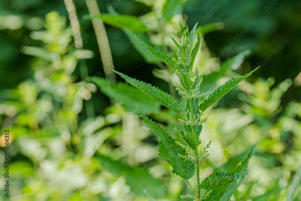 Urtica dioica, often called common nettle, or stinging nettle, or nettle leaf. Nettle flowers Urtica dioica, often called common nettle, or stinging nettle, or nettle leaf. Nettle flowers