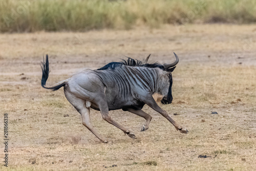 wildebeest  gnu running in the savannah in Africa  in the Serengeti