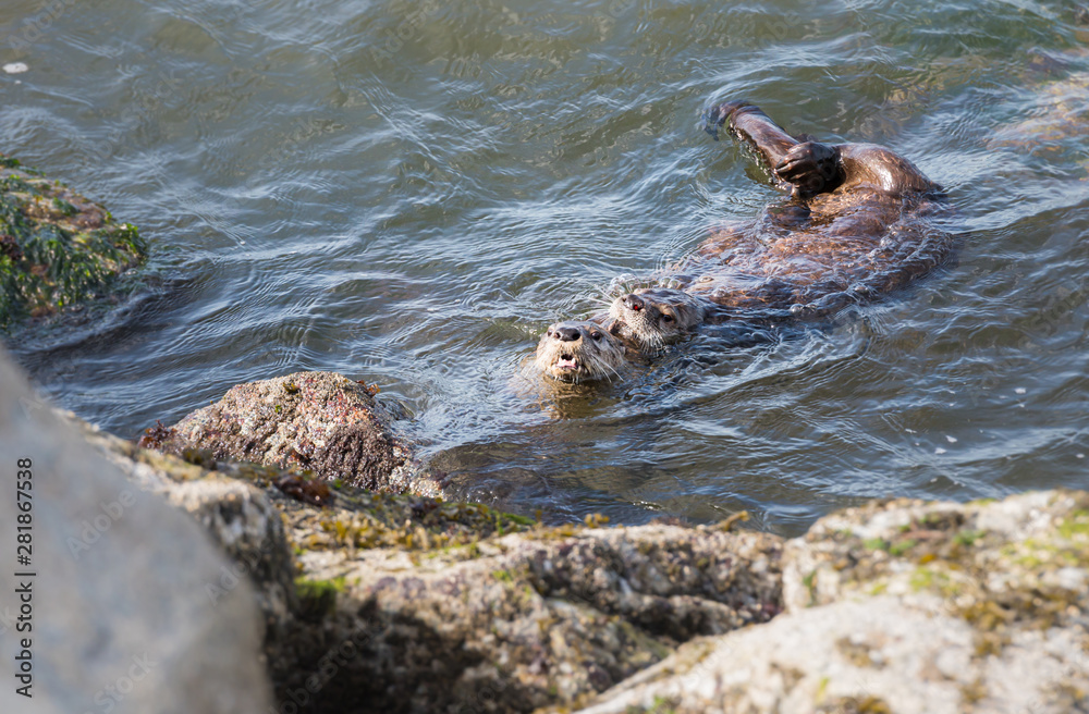 Obraz premium River otters