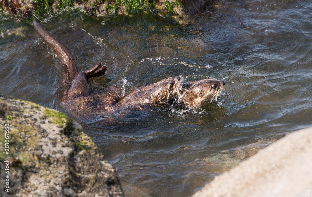 Fototapeta premium River otters