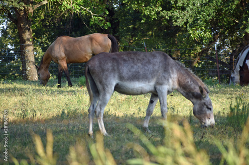 Fototapeta Naklejka Na Ścianę i Meble -  Mule and Horse Grazing