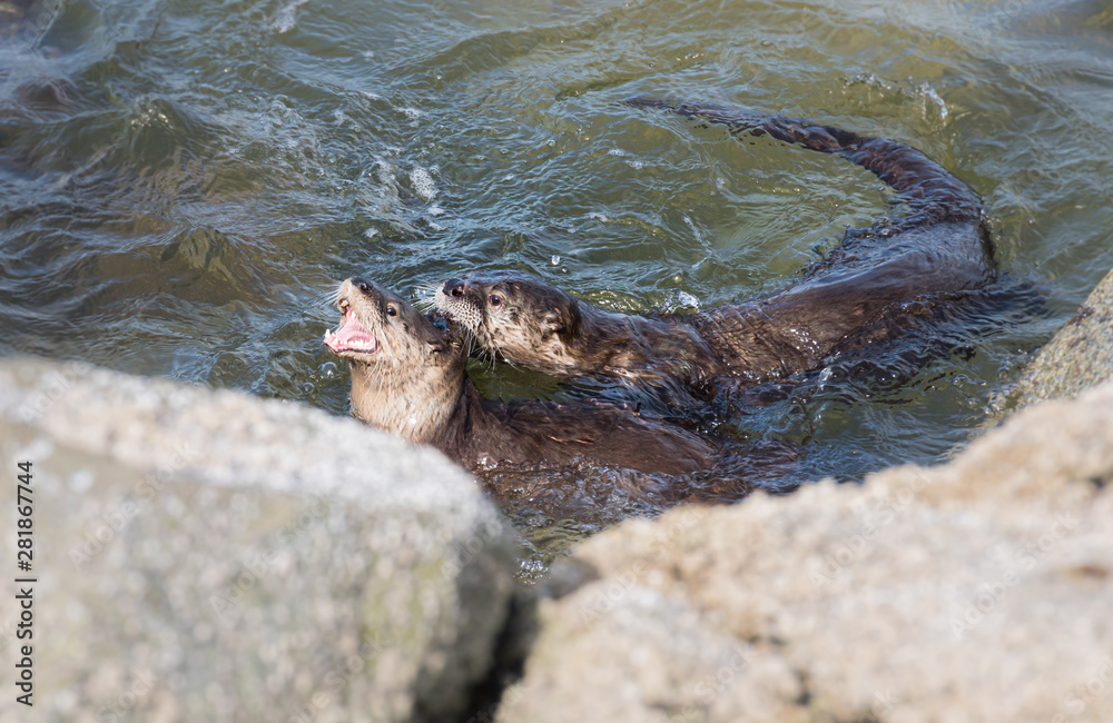 Obraz premium River otters