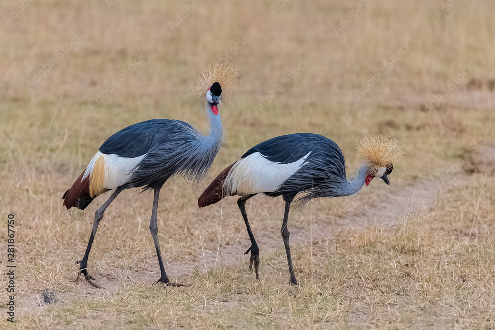Naklejka premium Grey Crowned Crane, Balearica regulorum, beautiful birds in Tanzania, couple walking together