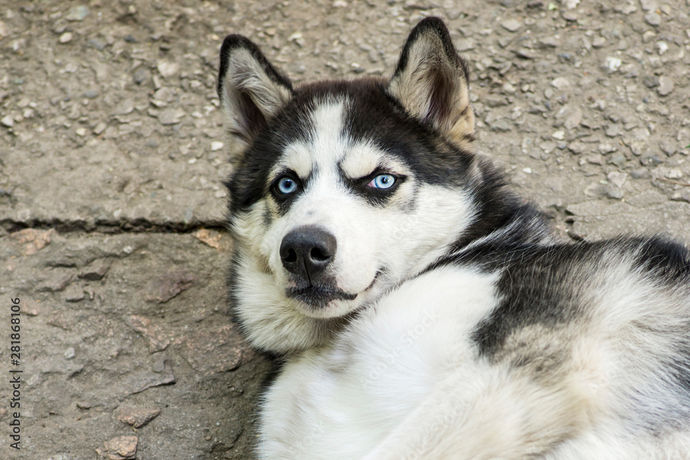 The dog of breed husky. Husky lies on the floor and looks forward. Husky with beautiful blue eyes