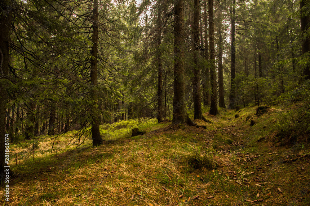 Fototapeta premium footpath in a green coniferous forest at sunset. fallen bumps