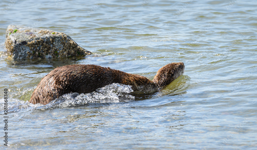 Obraz premium River otters