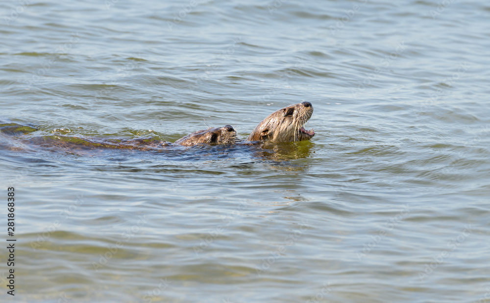 Obraz premium River otters