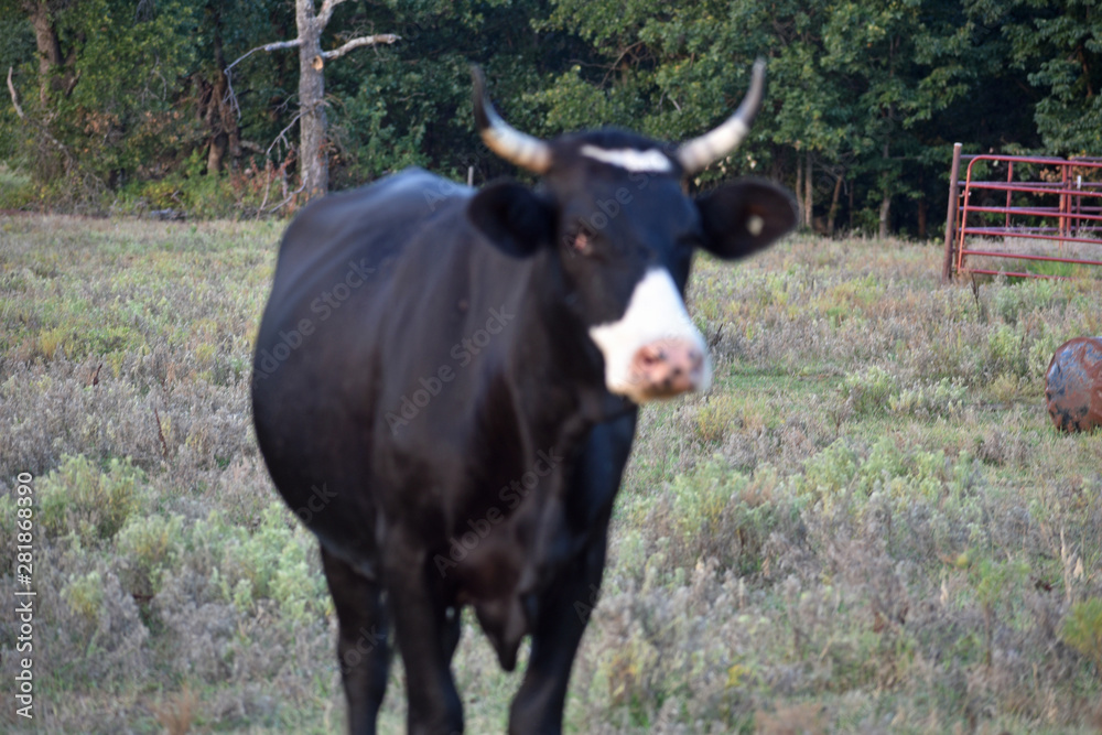 Black Angus Cow