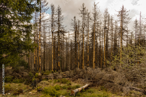 dried and felled trees in a coniferous forest in early spring on a sunny day and a cloudy sky