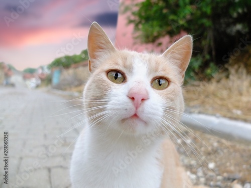 Straßenkatze Katzenhilfe 