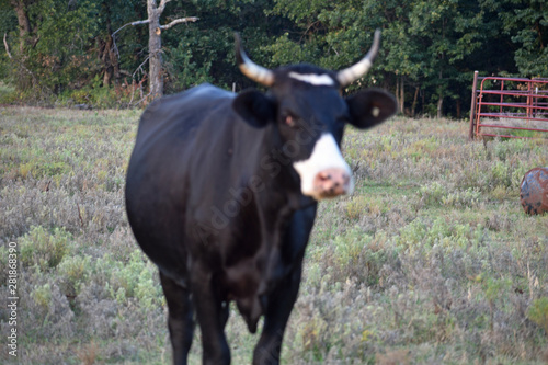 Fototapeta Naklejka Na Ścianę i Meble -  Black Angus Cow